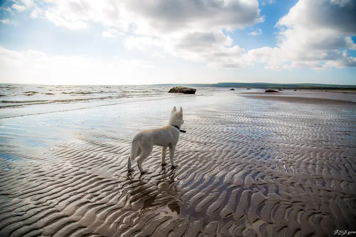 A Husky walking by the seashore