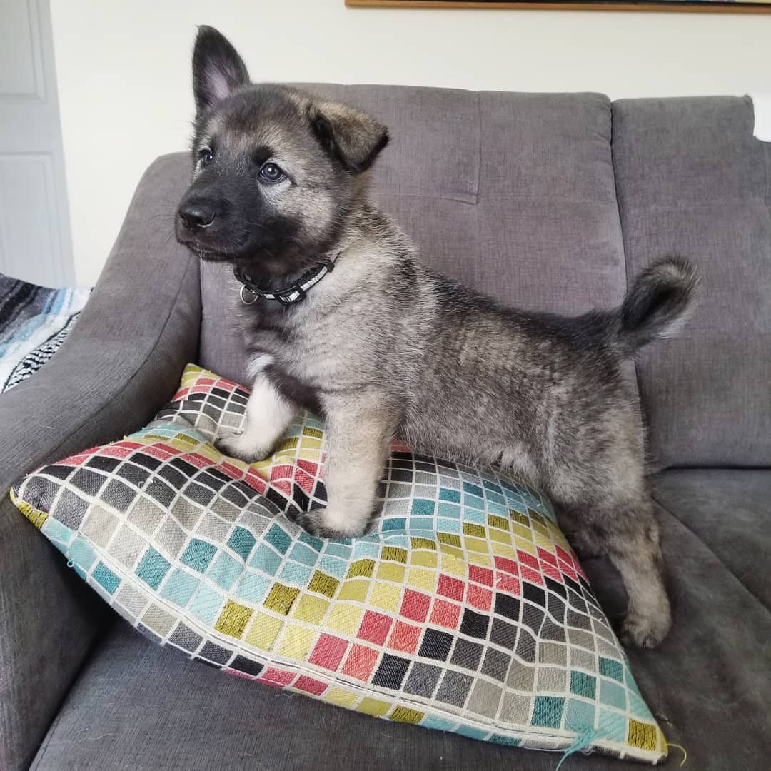 A Norwegian Elkhound puppy standing top of the pillow on the couch with its one ear up