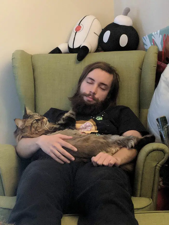 A Maine Coon Cat lying on top of the man sitting on the chair