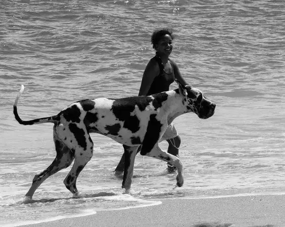 black and white photo of Great Dane with a lady at the beach