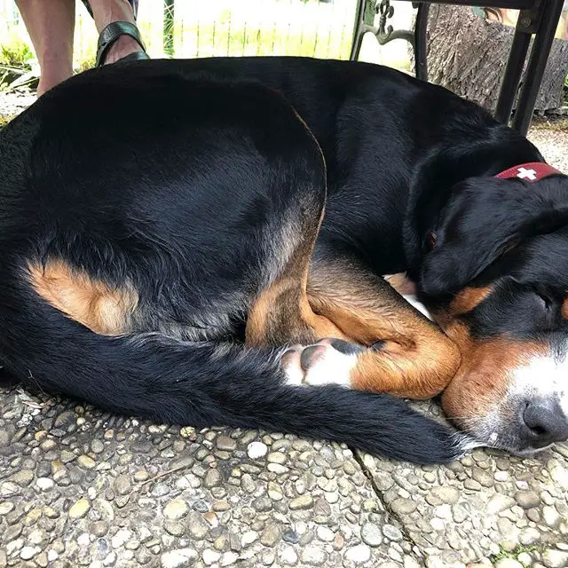 A Great Swiss Mountain Dog sleeping soundly on the floor under the table