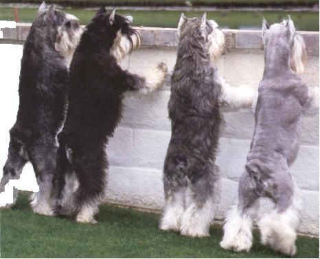group of Schnauzers standing and looking on the other side of the wall