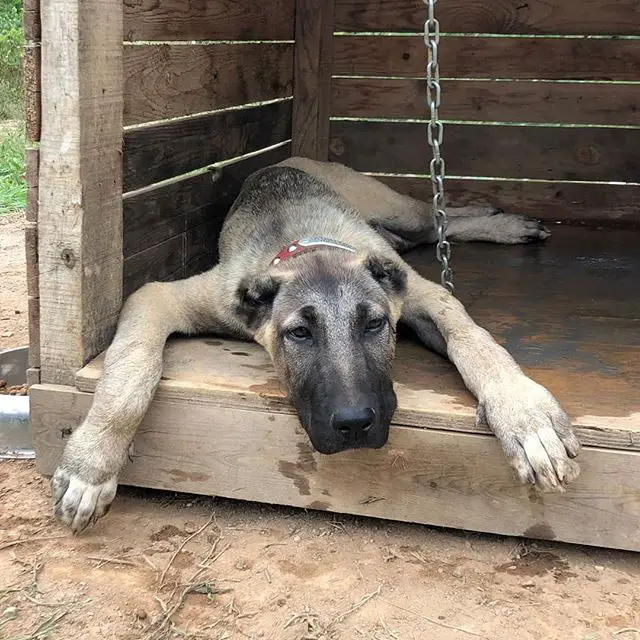 An Anatolian Shepherd puppy lying down inside the dog house
