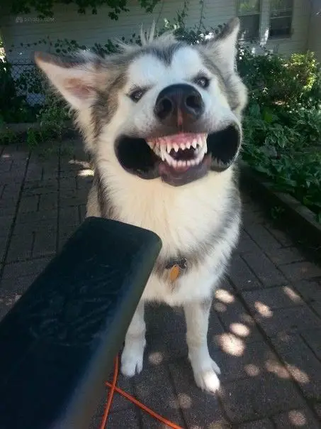 A Husky sitting on the pavement while its mouth is being blow out by a blower