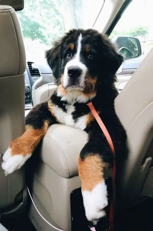 Bernese Mountain Dog in the passenger seat of a car