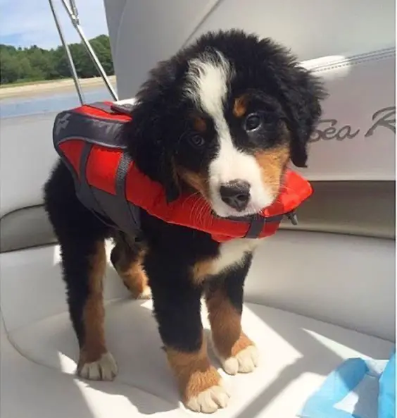 A Bernese Mountain puppy wearing a life vest while standing inside the boat