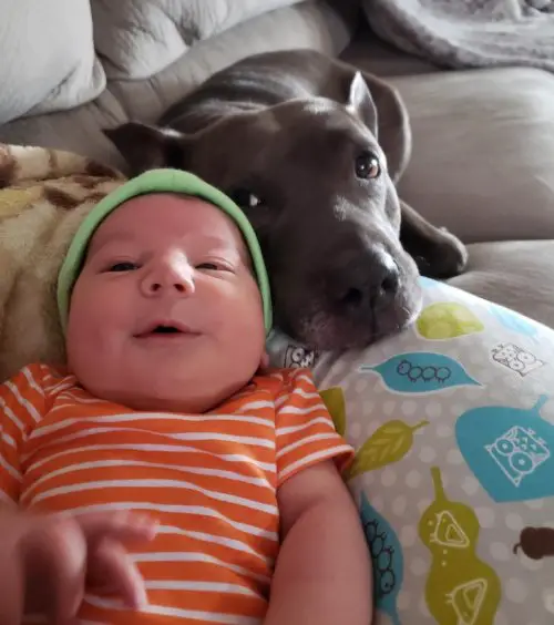 A Pitbull lying behind the baby on the pillow on the couch