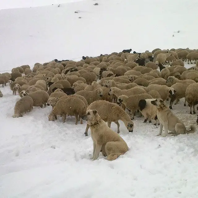 a Anatolian Shepherd sitting in snow behind the flock of sheep
