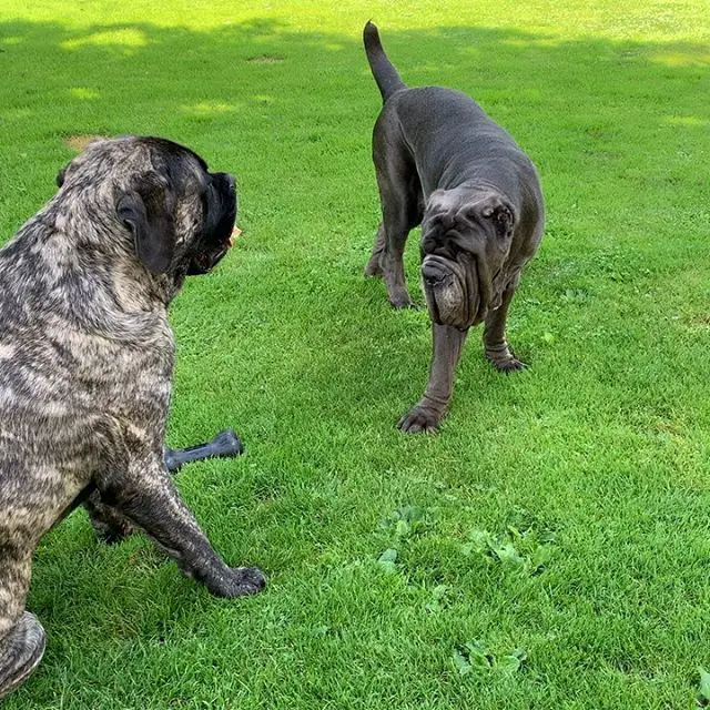 two Neapolitan Mastiffs playing together in the yard