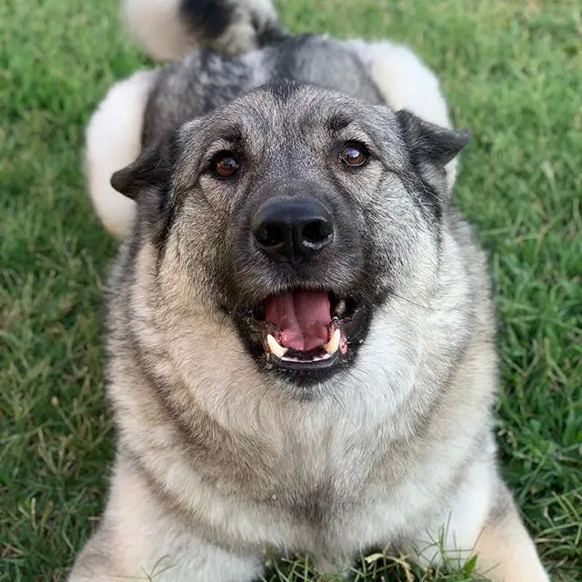 A Norwegian Elkhound lying on the grass with its mouth open