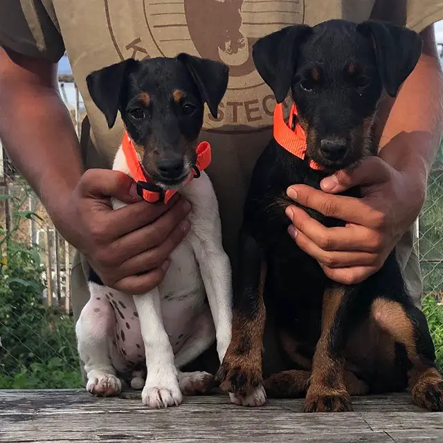 two Jagdterrier puppy sitting on the table with a man embracing them from behind