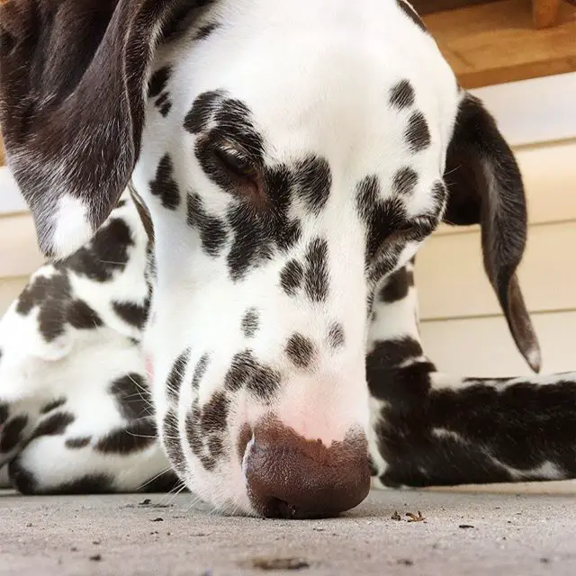 A Dalmatian lying on the pavement while smelling the ground
