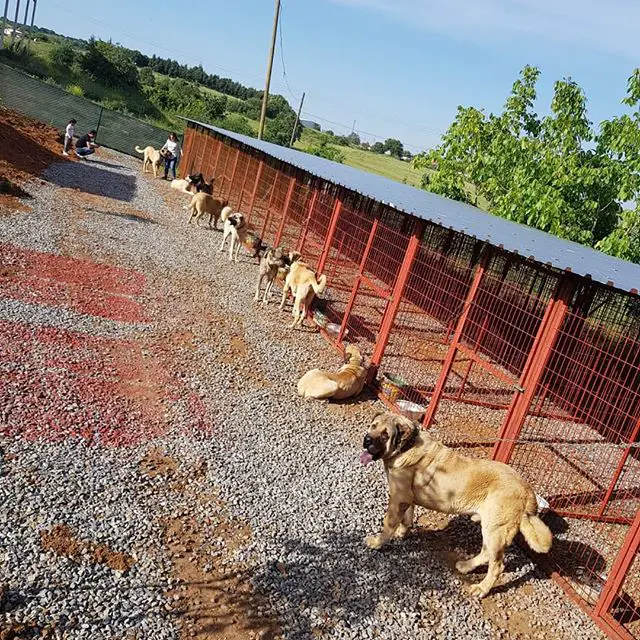 A Anatolian Shepherds outside their crate while under the sun