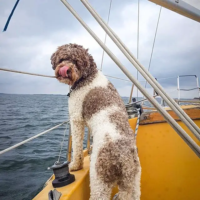 A Brussels Griffon standing up leaning towards the edge of the boat while licking its nose
