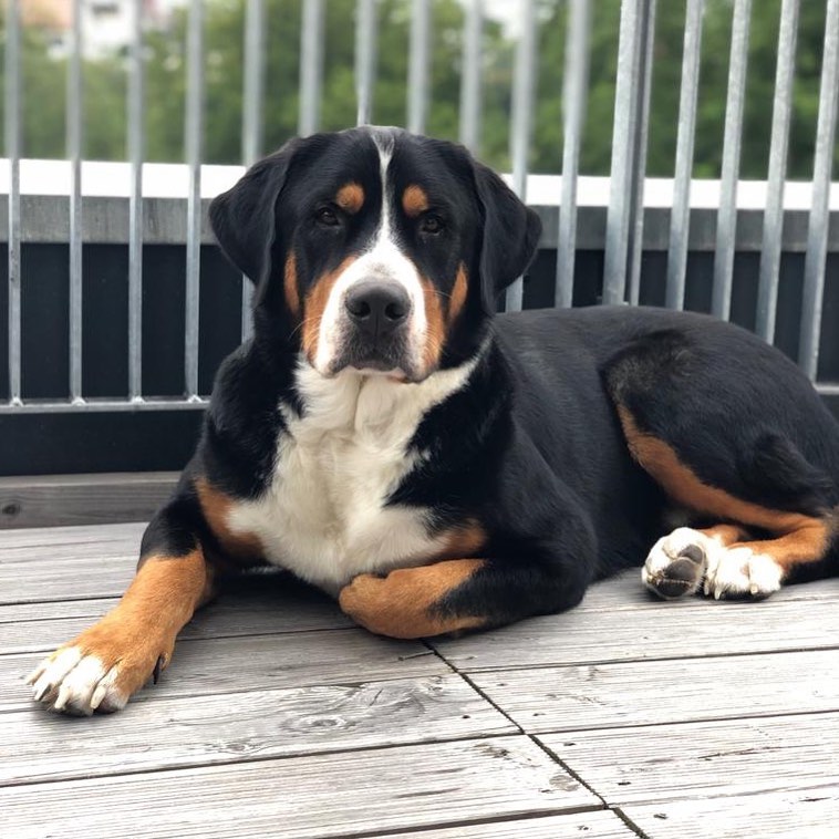 A Great Swiss Mountain Dog lying in the balcony