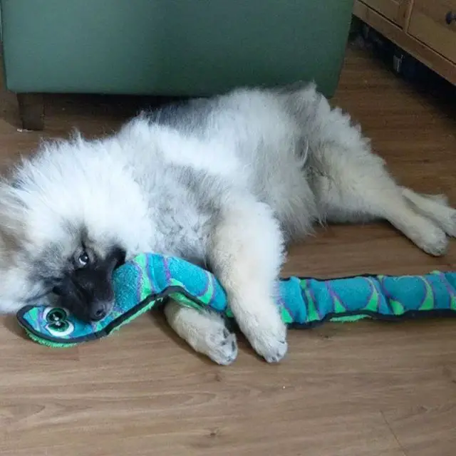 A Keeshond puppy lying on the floor while hugging its snake stuffed toy