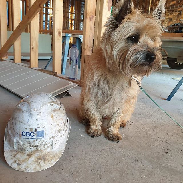 A Cairn Terrier sitting on the concrete floor next to a dirty safety hat