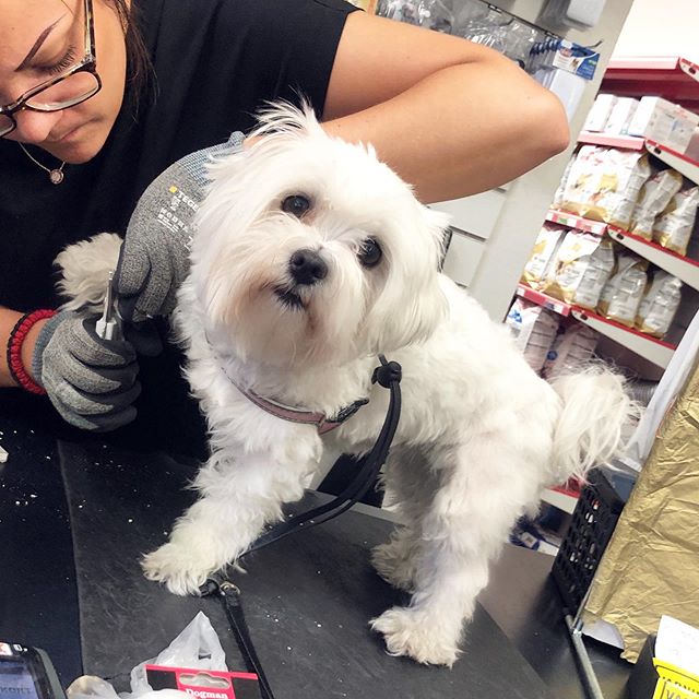 A Maltese standing on the grooming table while its nails are being clipped
