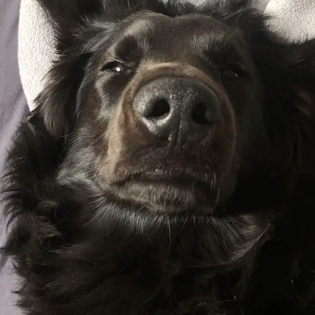face of a sleepy black Flat Coated Retriever on the bed