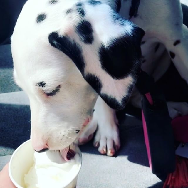A Dalmatian licking a sundae from the cup
