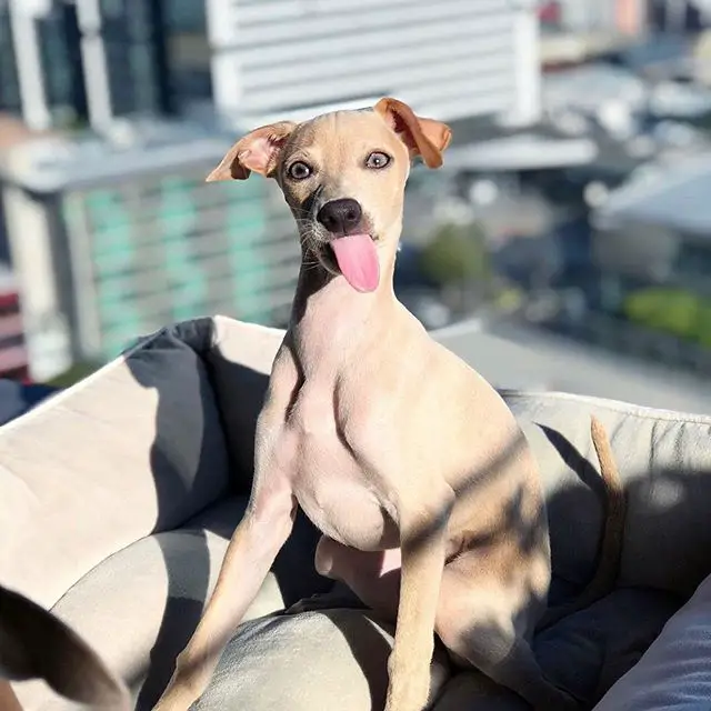 A Greyhound sitting in its bed with its tongue out under the sun