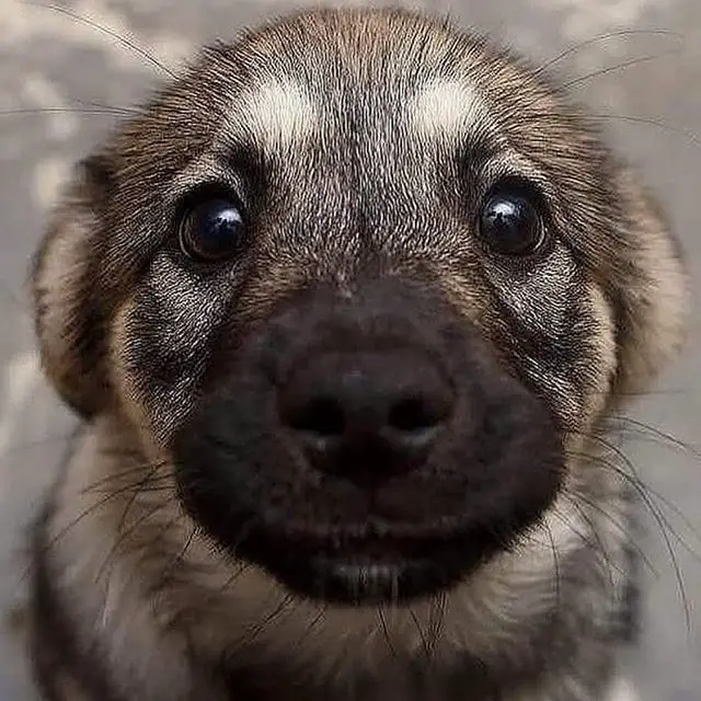 An adorable Norwegian Elkhound puppy sitting on the pavement with its begging face