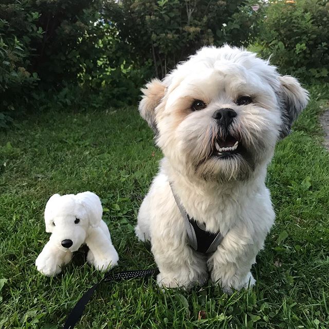 A Lhasa Apso sitting on the grass while smiling