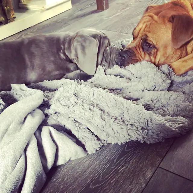 A Neapolitan Mastiff puppy with its face in front of another dog lying on the floor