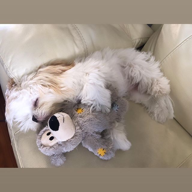 A Lhasa Apso sleeping on the couch with its stuffed toy
