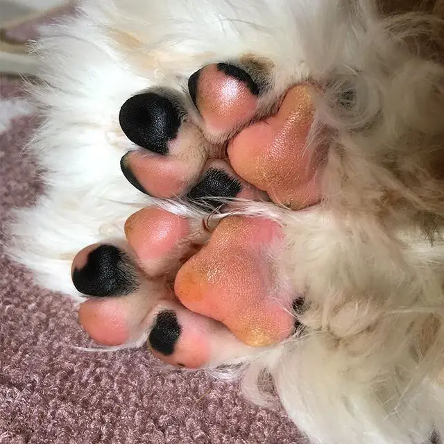 shiny paws of a Tibetan Terrier