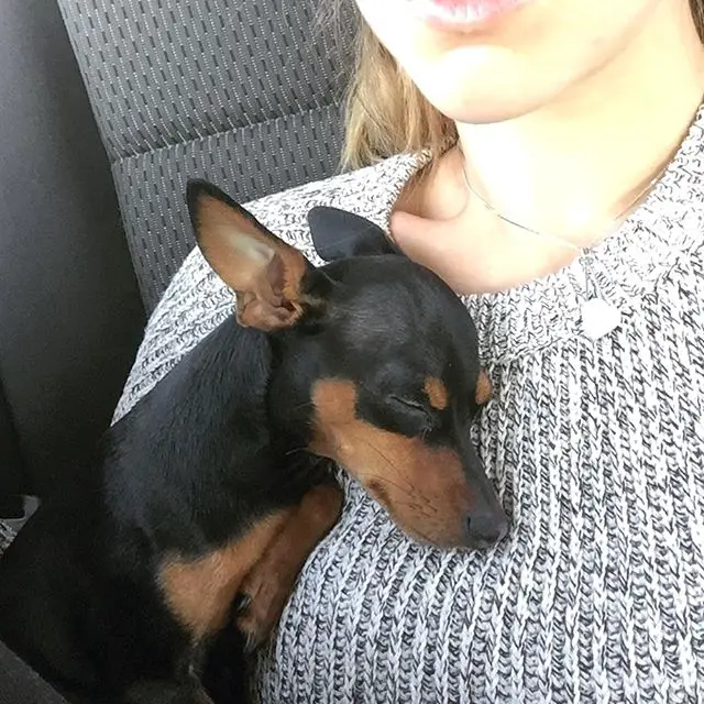 a Miniature Pinscher sleeping on the side of a woman inside the car