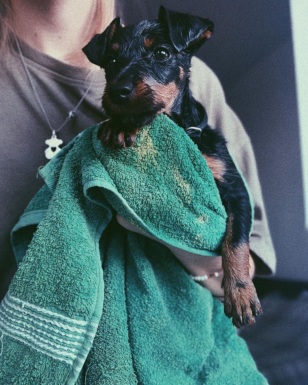 A washed Jagdterrier puppy in a towel while being carried by a woman