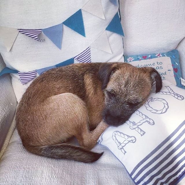 Border Terrier curled up sleeping on the couch