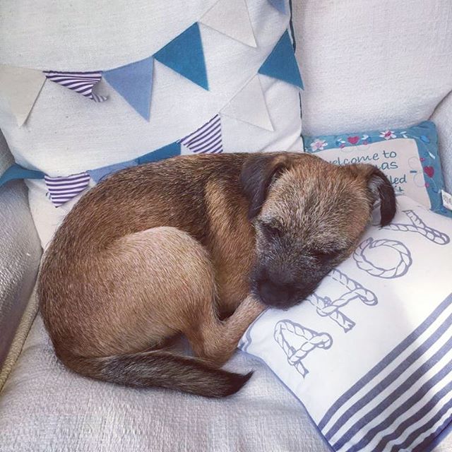 Border Terrier curled up sleeping on the couch