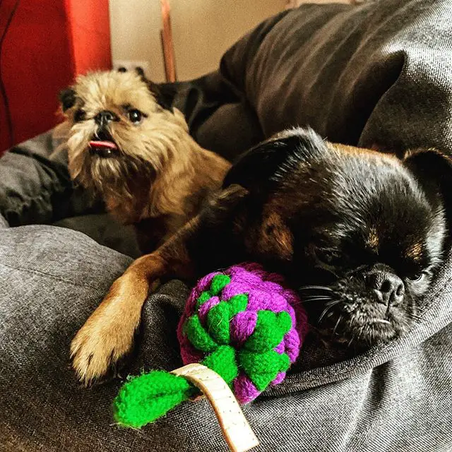 two Brussels Griffon lying on the couch with their toy