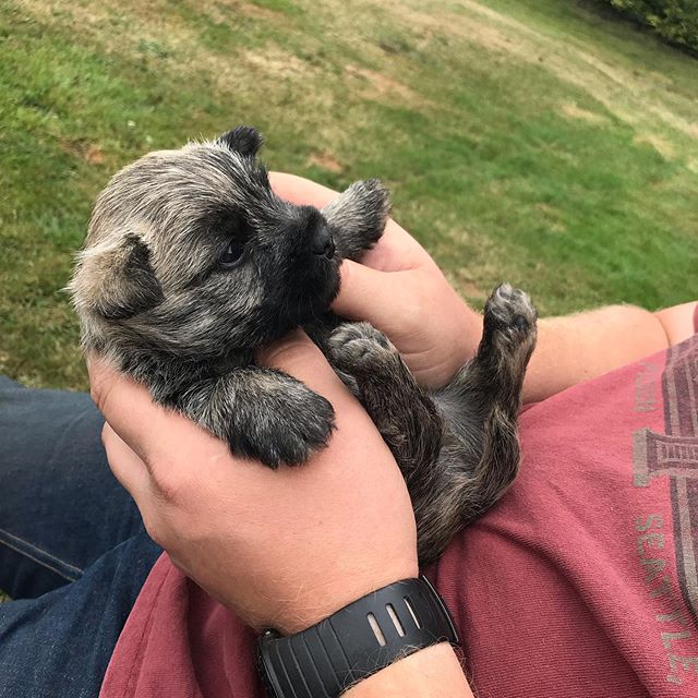 A Cairn Terrier puppy being held by a person sitting in the yard