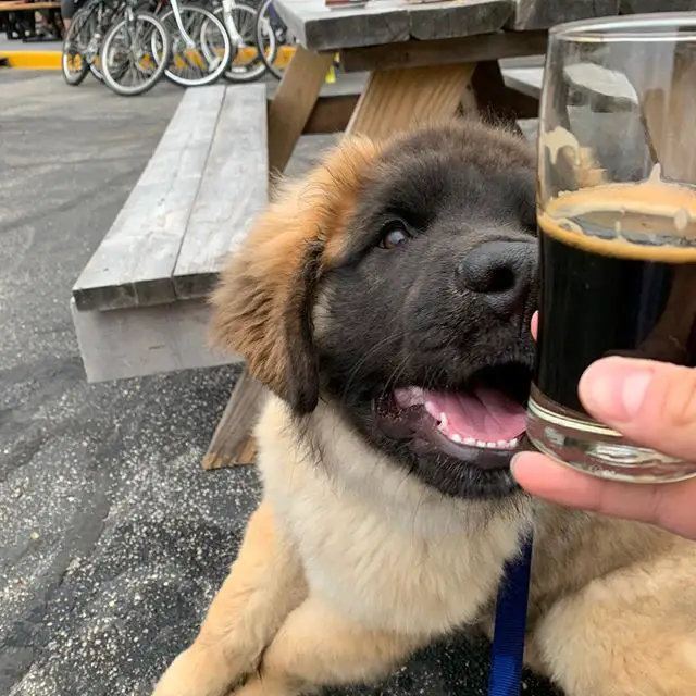 A Leonberger puppy looking at the glass of drink in front of him