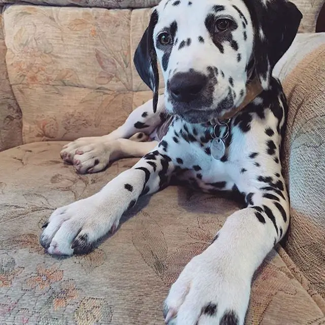 A Dalmatian lying on the chair