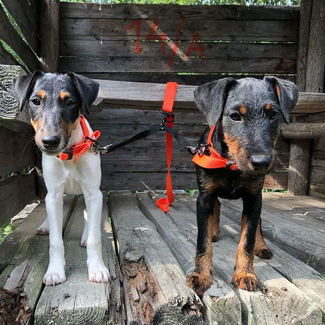 two Jagdterrier puppies standing on the wooden floor inside the dog house