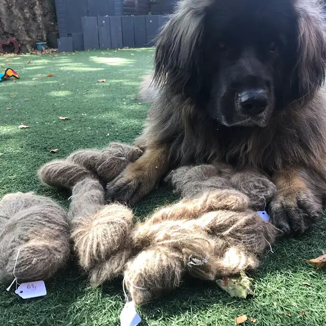 A Leonberger lying on the grass with rolls of yarn in front of him