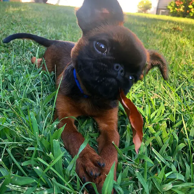 A Brussels Griffon lying on the grass with a piece of leaves in its mouth