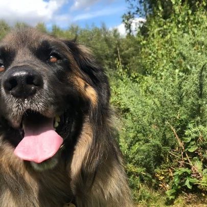 A Leonberger in the forest smiling with its tongue out