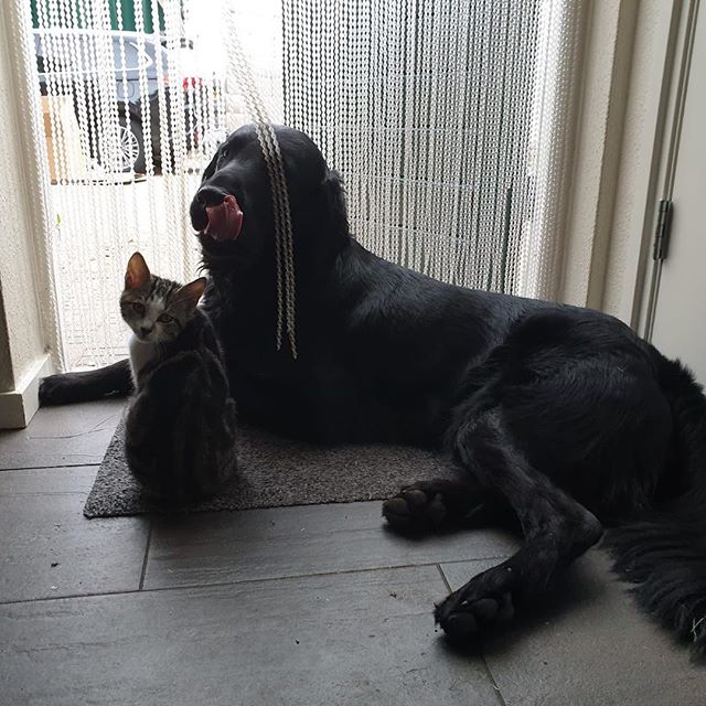 black Flat Coated Retriever lying down on the floor with a cat