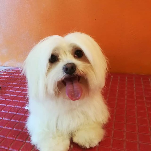 A Maltese sitting on the table with its tongue out