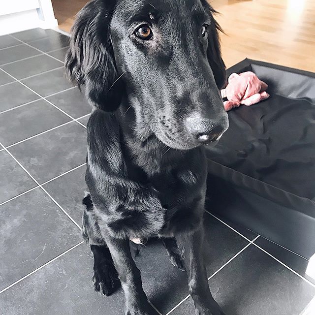 black Flat Coated Retriever sitting on the floor