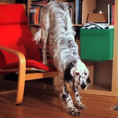 A English Setter going down from the chair while stretching its body