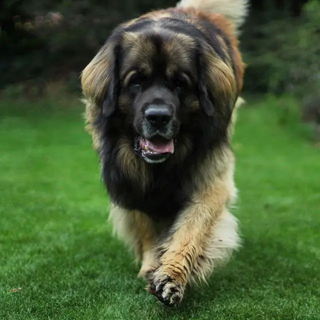 A Leonberger walking in the yard