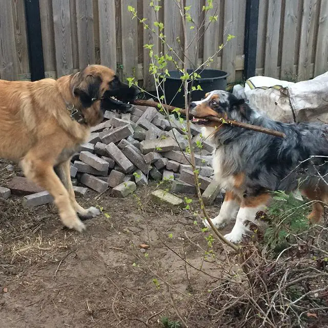 A Leonberger sharing a stick with another Dog in the garden