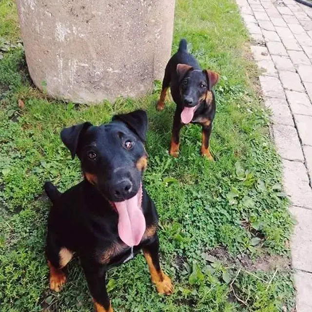 two Jagdterrier on the grass next to the pavement pathway while smiling with their tongue out