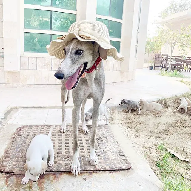 A Greyhound standing in the carpet outdoors with her puppies
